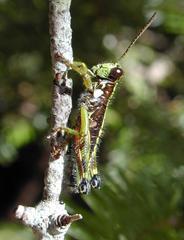 Booneacris glacialis