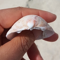 Laevicardium crassum