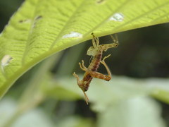 Booneacris glacialis