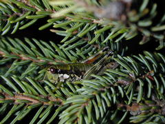 Booneacris glacialis