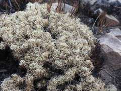 Psammotropha myriantha