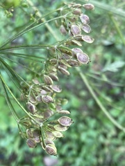 Tordylieae