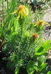Senecio pinifolius