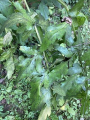 Tordylieae