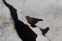 Leucosticte tephrocotis dawsoni