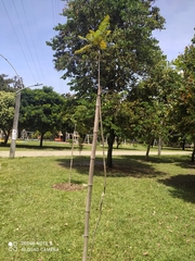 Jacaranda caucana