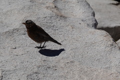 Leucosticte tephrocotis dawsoni