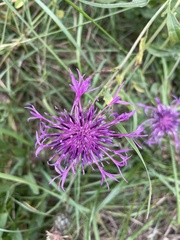 Centaurea scabiosa