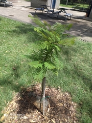 Jacaranda caucana