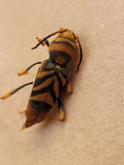 Xylotrechus chinensis