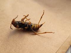 Xylotrechus chinensis