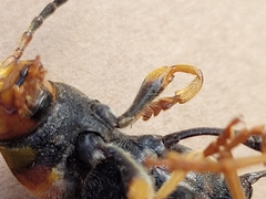 Xylotrechus chinensis