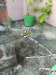 Diplacodes trivialis