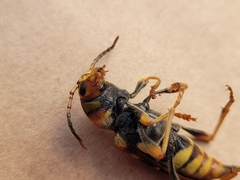 Xylotrechus chinensis