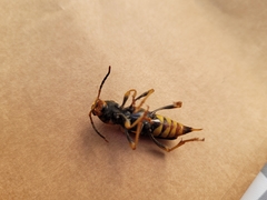 Xylotrechus chinensis