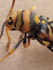 Xylotrechus chinensis