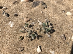Crotalaria meyeriana