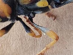 Xylotrechus chinensis