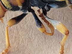 Xylotrechus chinensis