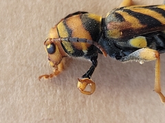 Xylotrechus chinensis