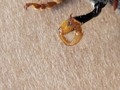 Xylotrechus chinensis