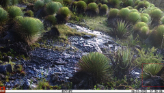 Thryophilus pleurostictus