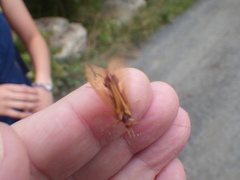 Platycentropus radiatus