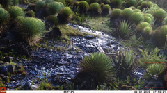 Thryophilus pleurostictus