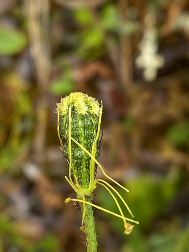 Lapland Poppy