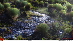 Thryophilus pleurostictus