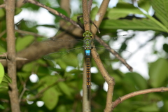 Anax indicus
