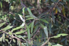Olea europaea europaea