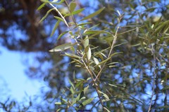 Olea europaea europaea
