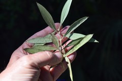 Olea europaea europaea