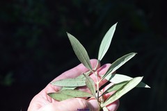 Olea europaea europaea