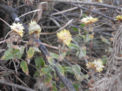 Helichrysum foetidum