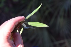 Olea europaea europaea