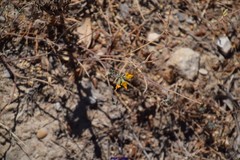Lotus arenarius