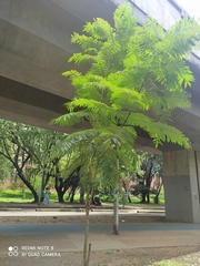 Jacaranda caucana
