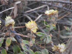 Helichrysum foetidum