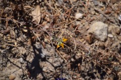 Lotus arenarius