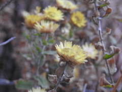 Helichrysum foetidum
