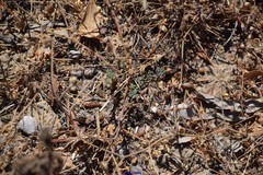 Lotus arenarius