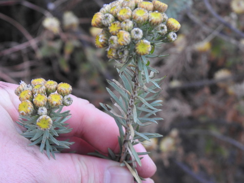 Image of Phymaspermum athanasioides by (c) Matthew Fainman, some rights reserved (CC BY)