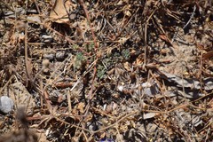 Lotus arenarius