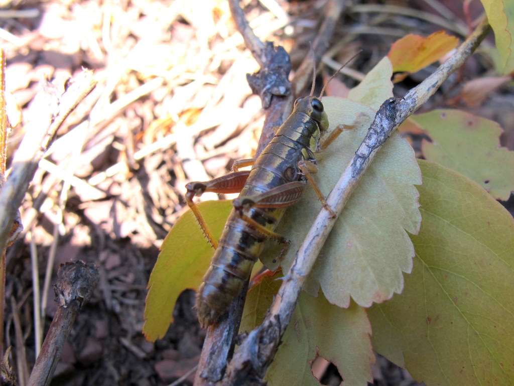 Buckellacris