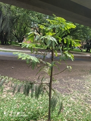 Retrophyllum rospigliosii