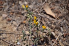 Lotus arenarius