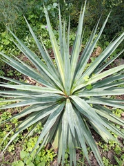 Furcraea parmentieri