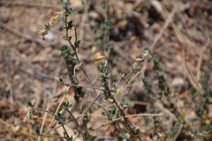 Lotus arenarius
